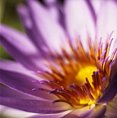 Detail of an aster