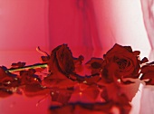 Rosenblüten vor rotem Hintergrund