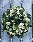 Wreath of snowberries hanging on fence