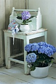 Hydrangeas on and in front of a stool