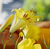 Yellow lilies in close-up