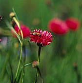 Rote Kornblumen (lat. Centaurea cyanus) mit Biene