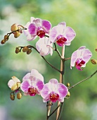 Two-coloured Phalenopsis flowers 