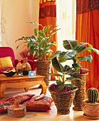 Plants for exotic effect, banana, Malabar cardamom