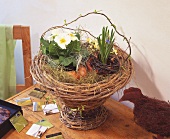 Basket of grape hyacinths, narcissi, primulas