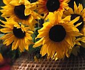 Leuchtende Sonnenblumen in der Nahaufnahme