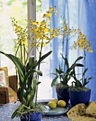 Yellow-flowered orchid (Oncidium)