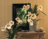 Flowering orchids (Miltoniopsis)