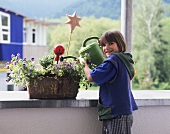 Girl watering terracotta planter of violas, box, geraniums