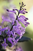 Lachenalia flowers