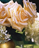 Aufgeblühte lachsfarbene Rosen in einer Vase