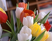 Blumenstrauss: rote, weiße, gelbe Tulpen