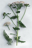 Yarrow, sprig with leaves and flowers