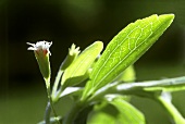 Stevia mit Blüte (Süsspflanze; Zuckerersatz)