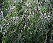 Motherwort (Leonurus cardiaca); flowering plant