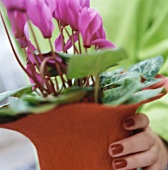 Hand holding cyclamen in pot