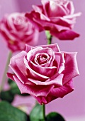 Drei rosa Rosen