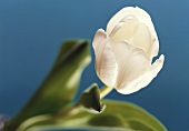 weiße Tulpe vor blauem Hintergrund