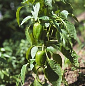Green peppers on the plant