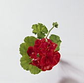 Rote Geranienblüten (Pelargonium spp.)