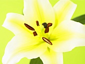 Lily (overhead view)
