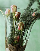 Roses and fir branches in a vase