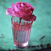 Rosa Rose in rosa Glas