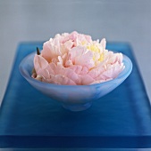 Peony in a pale-blue bowl
