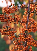 Pyracantha with berries