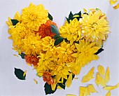 Heart of yellow dahlias