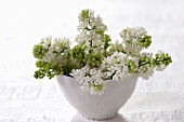 White lilac in small porcelain bowl