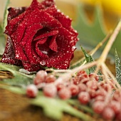 Frozen viburnum berries on leaves and red rose