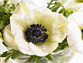 White anemones in glass bowl