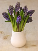 Grape hyacinths in vase