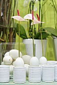 Easter decoration: flowers in blown eggs