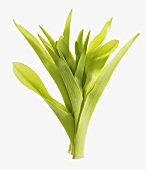 Day lily leaves