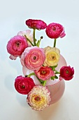 Ranunculus in pink vase