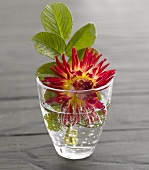 A dahlia and strawberry leaves in a glass of water
