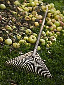Windfall apples in garden with leaf rake