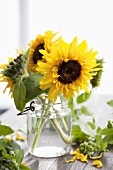 Sunflowers in a jar of water