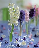 Hyacinths in glasses as table decoration