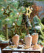 Christmas arrangement: terracotta pots with moss stars
