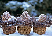 Pine cones in willow baskets with snow