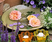 Bowl of 'David Austin' roses