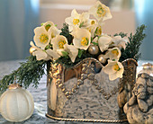 Christmas roses in silver vase for Christmas
