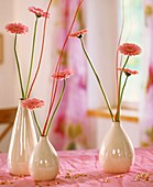 Gerberablüten in weissen Vasen