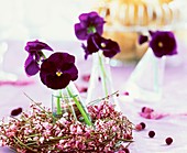 Purple horned violets as table decoration