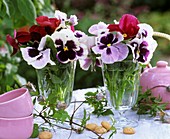 Pansies in glass vases on table with tea things