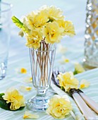Yellow primulas in glass vase, cutlery beside it