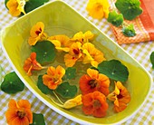 Nasturtium flowers in a rectangular bowl